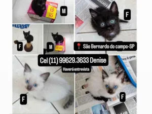 Gato raça SRD-ViraLata idade Abaixo de 2 meses nome Filhotes de gatinhos 60 dias 