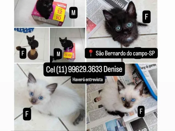 Gato ra a SRD-ViraLata idade Abaixo de 2 meses nome Filhotes de gatinhos 60 dias 