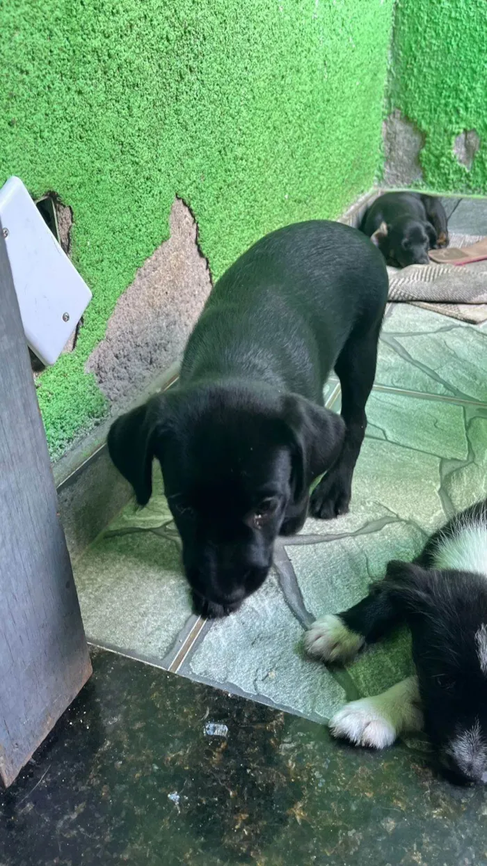 Cachorro ra a SRD-ViraLata idade 2 a 6 meses nome N tem