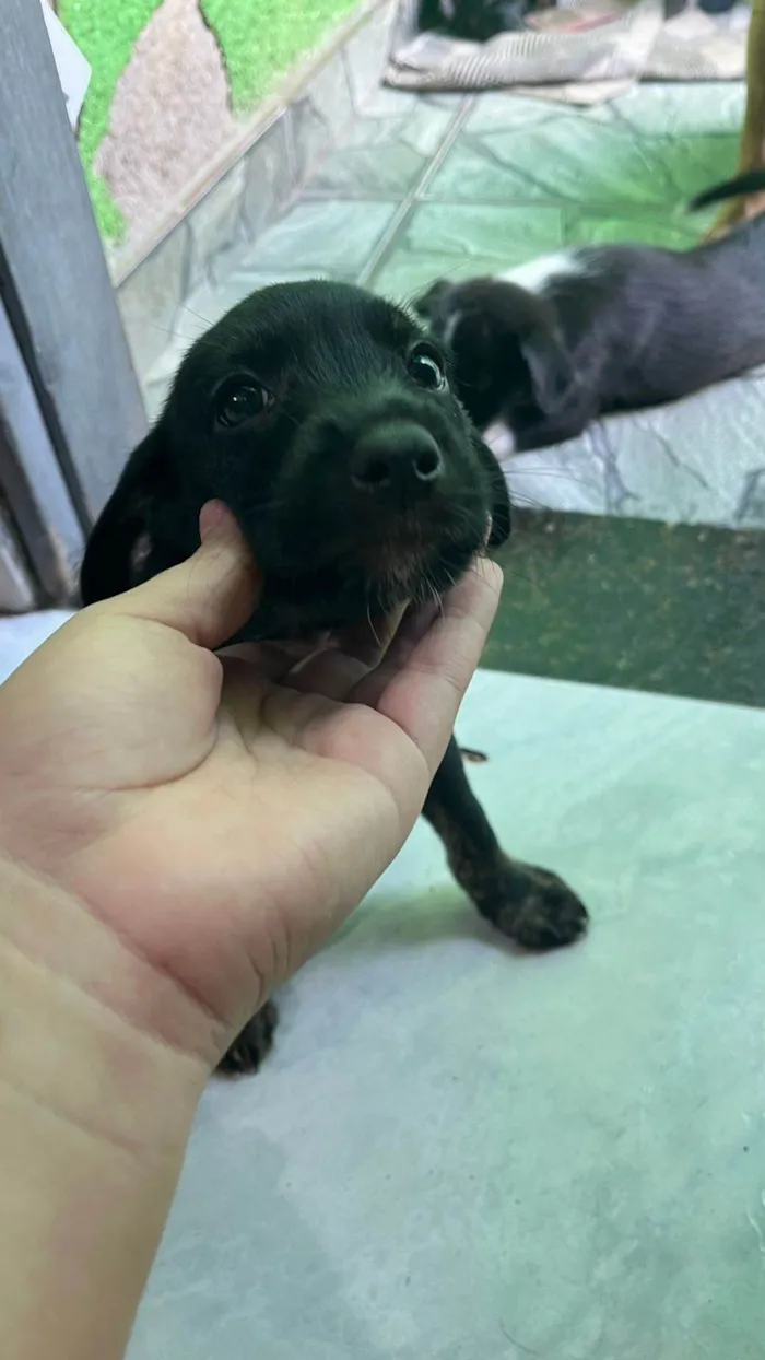 Cachorro ra a SRD-ViraLata idade 2 a 6 meses nome N tem