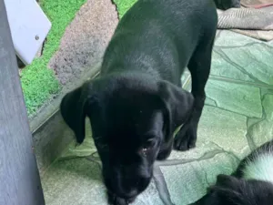 Cachorro raça SRD-ViraLata idade 2 a 6 meses nome N tem