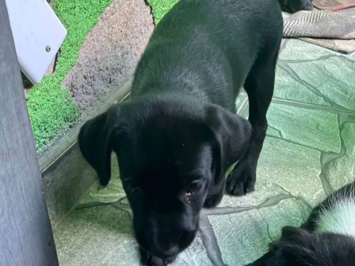 Cachorro ra a SRD-ViraLata idade 2 a 6 meses nome N tem