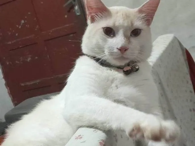 Gato ra a SRD-ViraLata idade Abaixo de 2 meses nome Sem nomes ainda