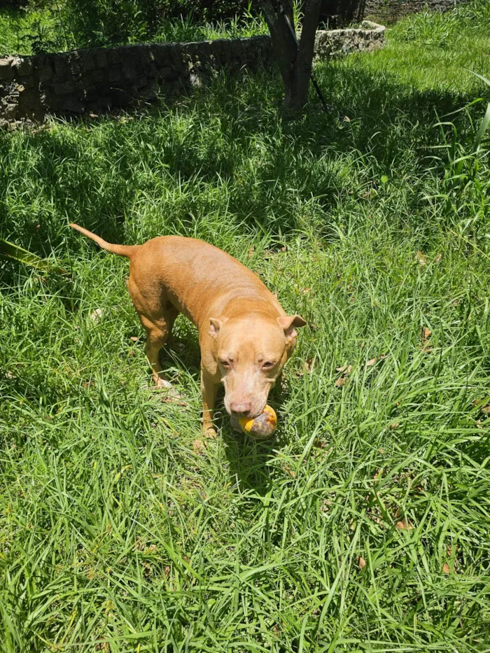 Cachorro ra a Pit-Bull idade 6 ou mais anos nome HONDA