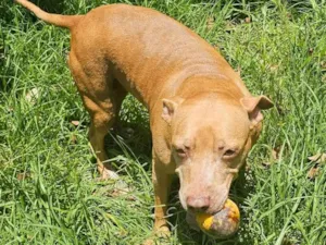 Cachorro raça Pit-Bull idade 6 ou mais anos nome HONDA