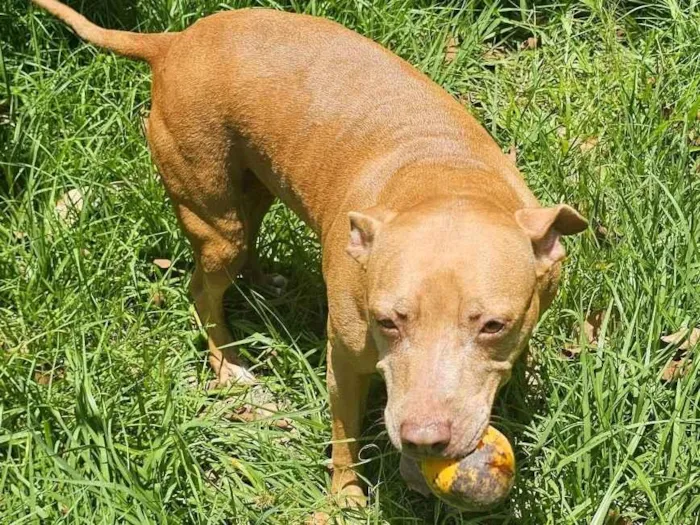 Cachorro ra a Pit-Bull idade 6 ou mais anos nome HONDA