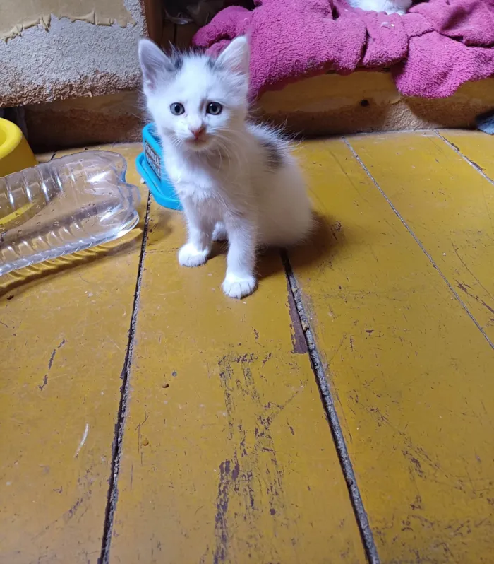 Gato ra a Persa idade Abaixo de 2 meses nome Mix Persa branco adocao