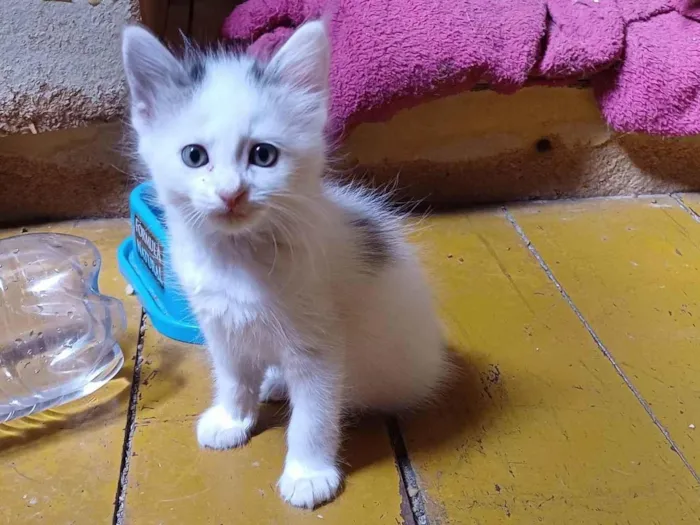 Gato ra a Persa idade Abaixo de 2 meses nome Mix Persa branco adocao