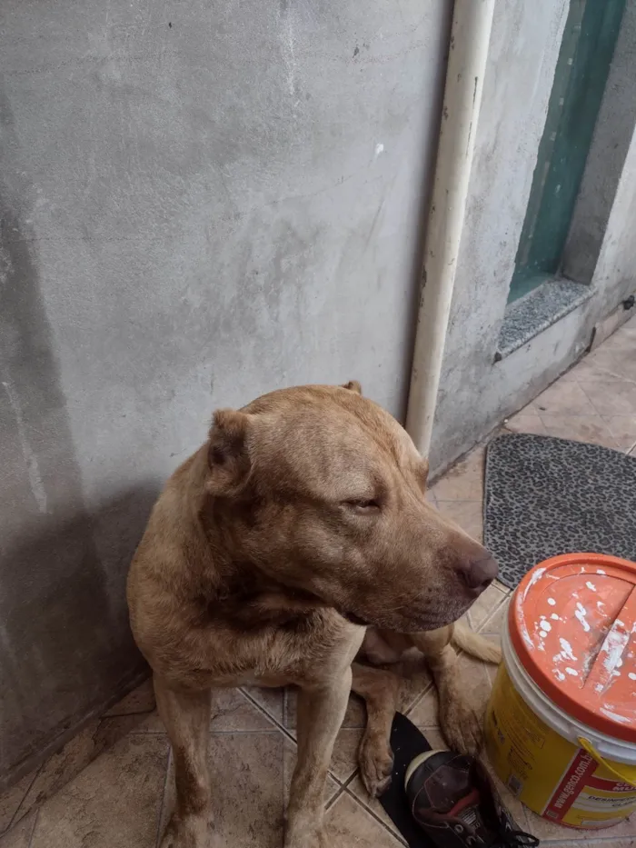 Cachorro ra a Pit-Bull idade 2 anos nome venom