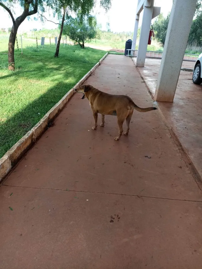 Cachorro ra a SRD-ViraLata idade 2 anos nome Foquinha