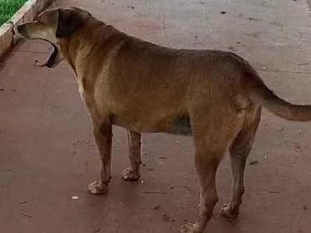 Cachorro ra a SRD-ViraLata idade 2 anos nome Foquinha