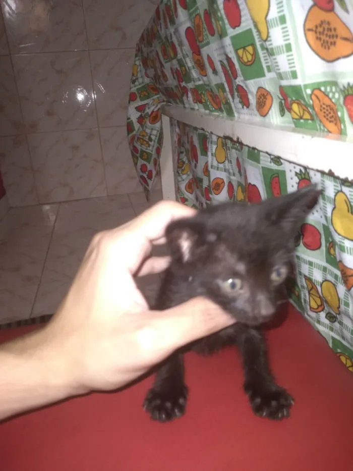 Gato ra a SRD-ViraLata idade Abaixo de 2 meses nome gato pretinho