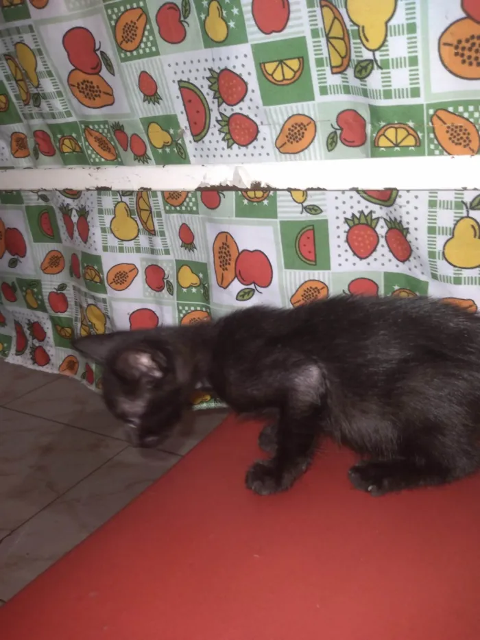 Gato ra a SRD-ViraLata idade Abaixo de 2 meses nome gato pretinho