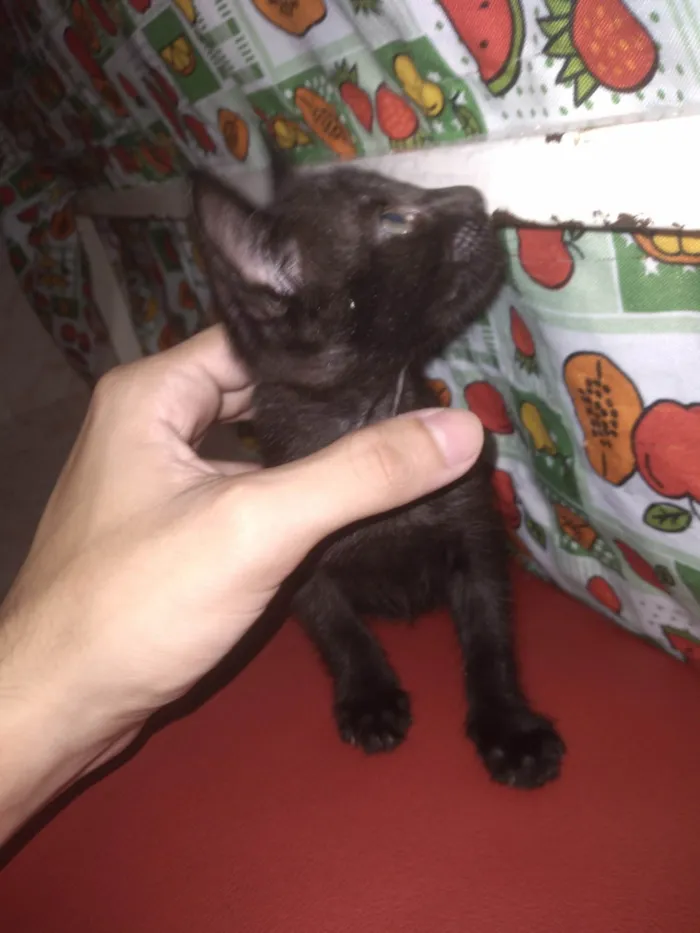 Gato ra a SRD-ViraLata idade Abaixo de 2 meses nome gato pretinho