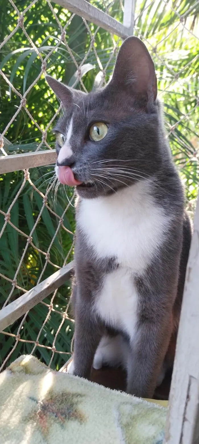 Gato ra a SRD-ViraLata idade 2 anos nome Mimi