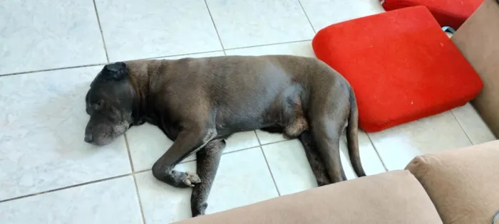 Cachorro ra a Pit-Bull idade 6 ou mais anos nome Zeus 