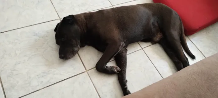 Cachorro ra a Pit-Bull idade 6 ou mais anos nome Zeus 