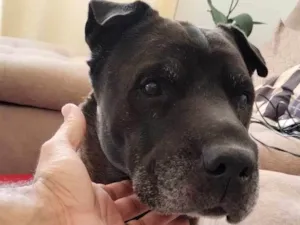 Cachorro raça Pit-Bull idade 6 ou mais anos nome Zeus 