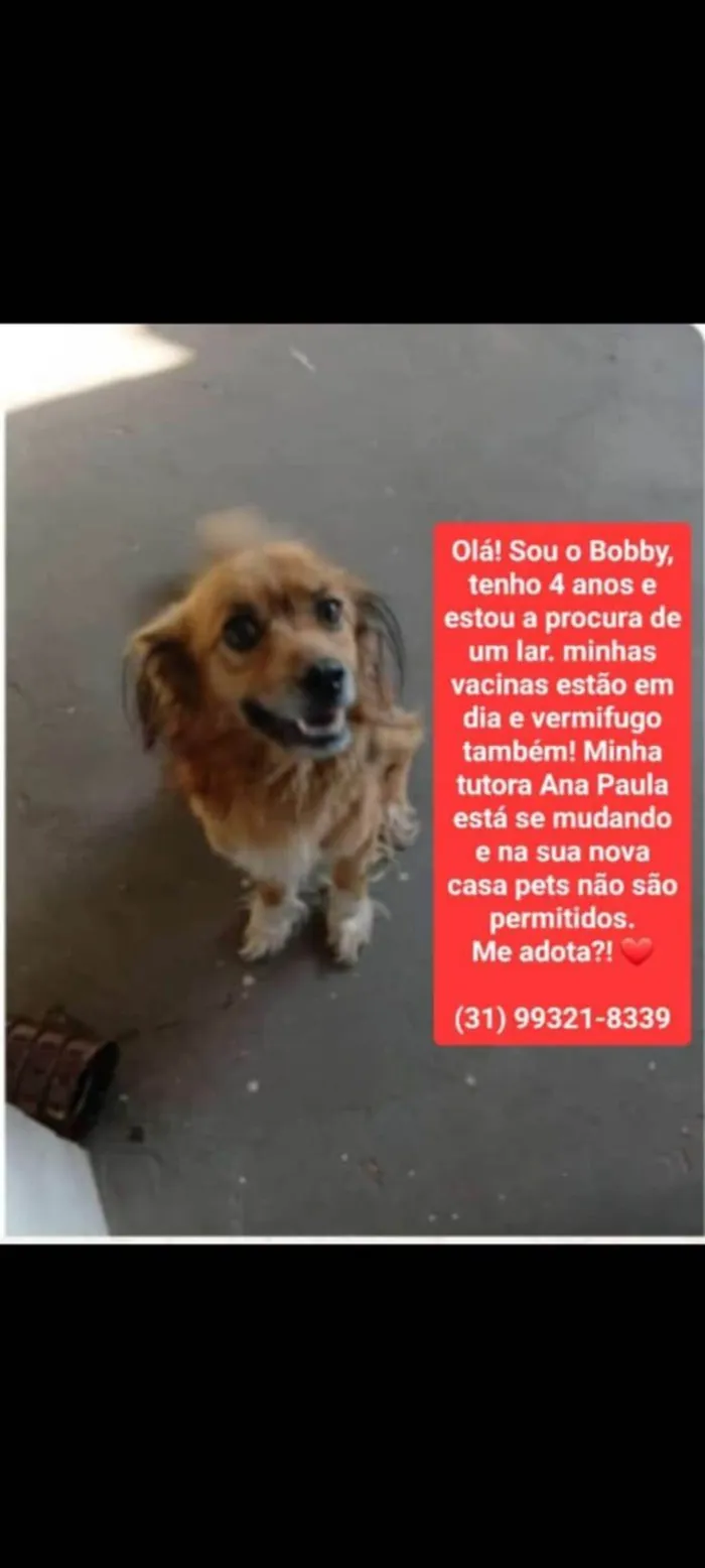 Cachorro ra a SRD-ViraLata idade 3 anos nome Ana paula 