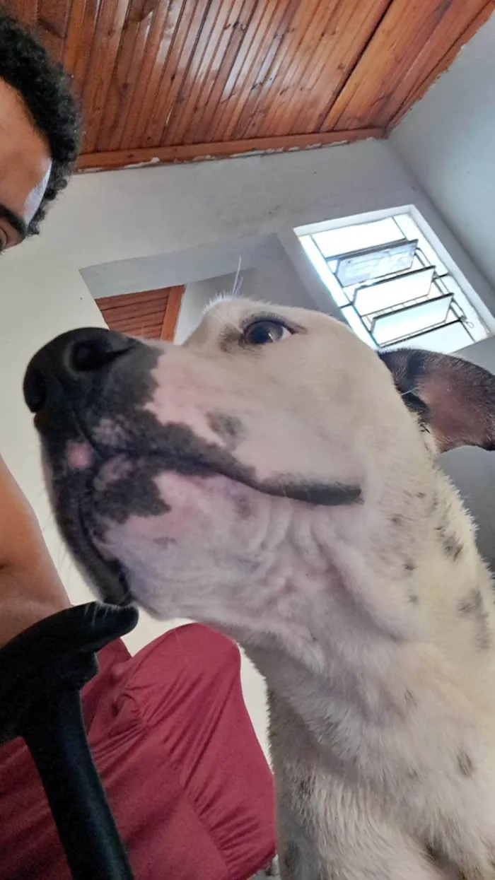 Cachorro ra a Pit-Bull idade 7 a 11 meses nome Luna