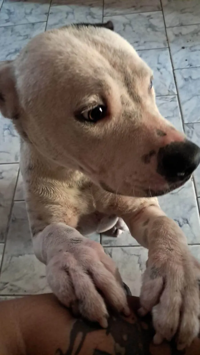 Cachorro ra a Pit-Bull idade 7 a 11 meses nome Luna