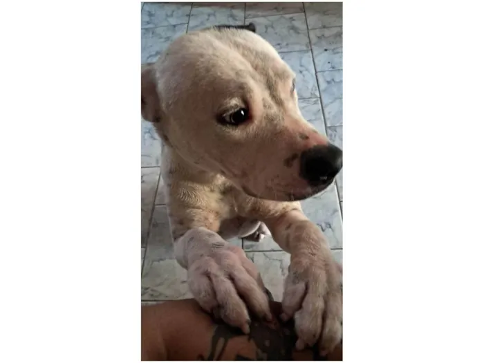 Cachorro ra a Pit-Bull idade 7 a 11 meses nome Luna