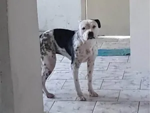 Cachorro raça Pit-Bull idade 7 a 11 meses nome Luna