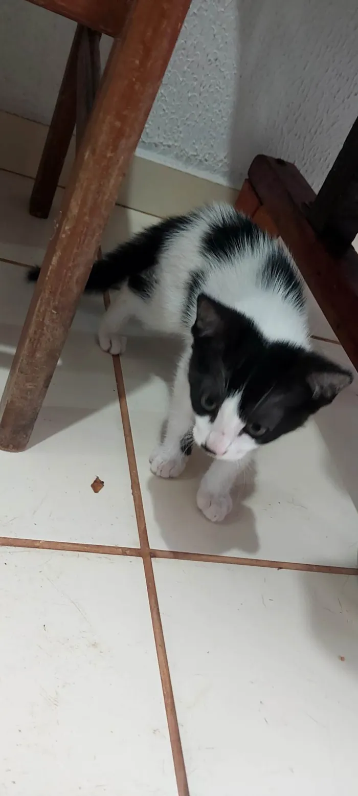 Gato ra a Persa idade 2 a 6 meses nome PIPI