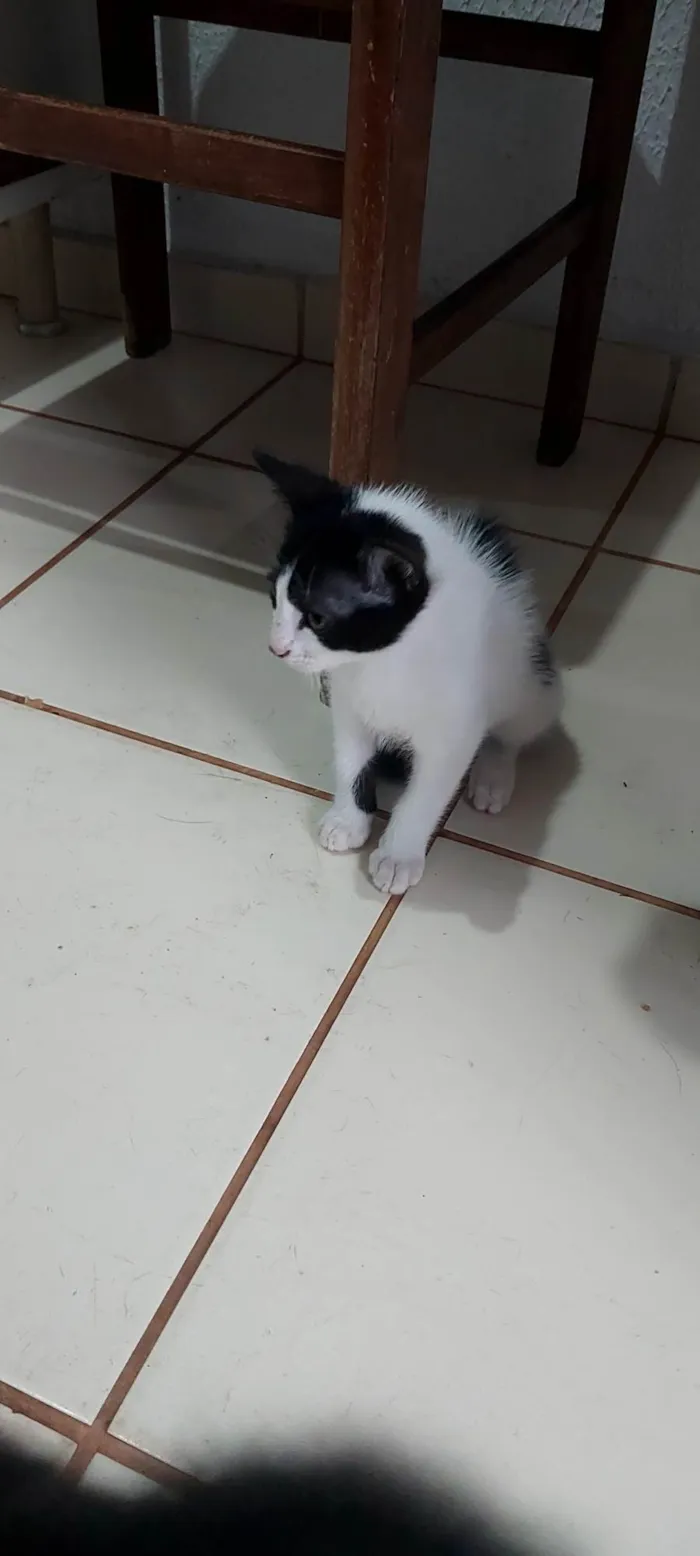 Gato ra a Persa idade 2 a 6 meses nome PIPI