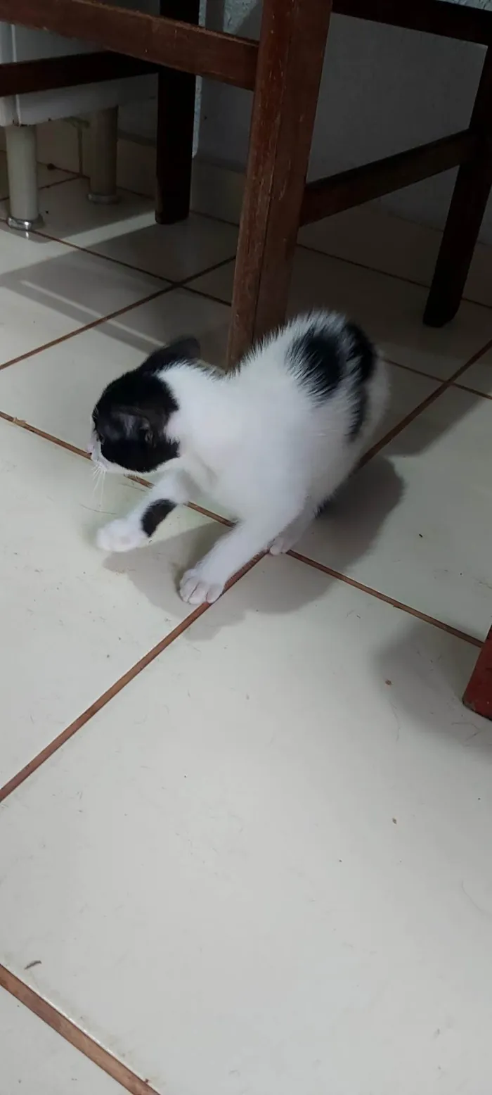 Gato ra a Persa idade 2 a 6 meses nome PIPI