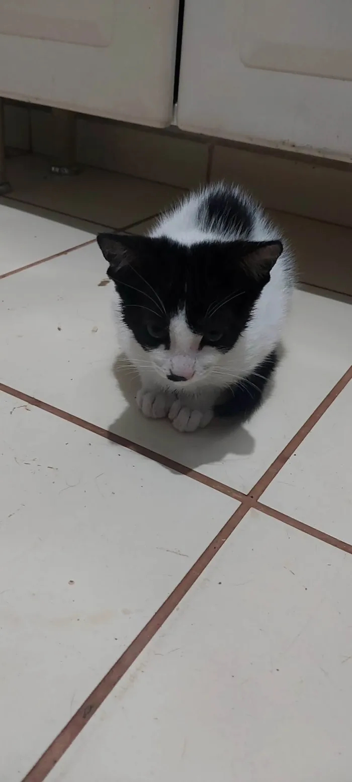 Gato ra a Persa idade 2 a 6 meses nome PIPI