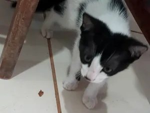 Gato raça Persa idade 2 a 6 meses nome PIPI