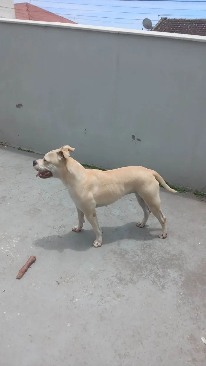 Cachorro ra a Pit-Bull idade 2 anos nome Maya