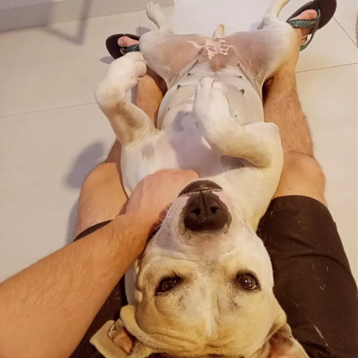 Cachorro ra a Pit-Bull idade 2 anos nome Maya