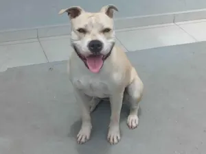 Cachorro raça Pit-Bull idade 2 anos nome Maya