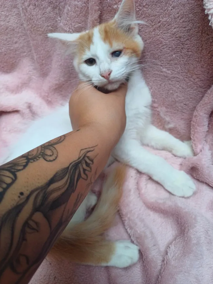 Gato ra a Persa idade 2 a 6 meses nome Mix perda adocoa