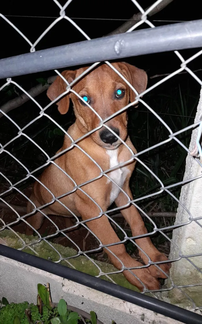 Cachorro ra a SRD-ViraLata idade 2 a 6 meses nome Não possuem nome