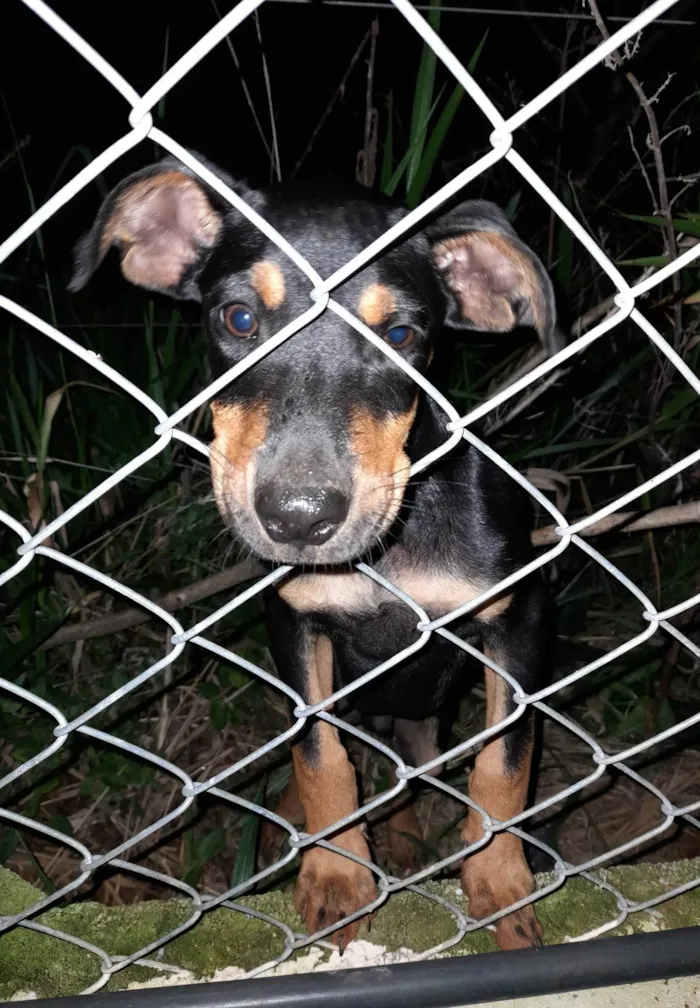 Cachorro ra a SRD-ViraLata idade 2 a 6 meses nome Não possuem nome