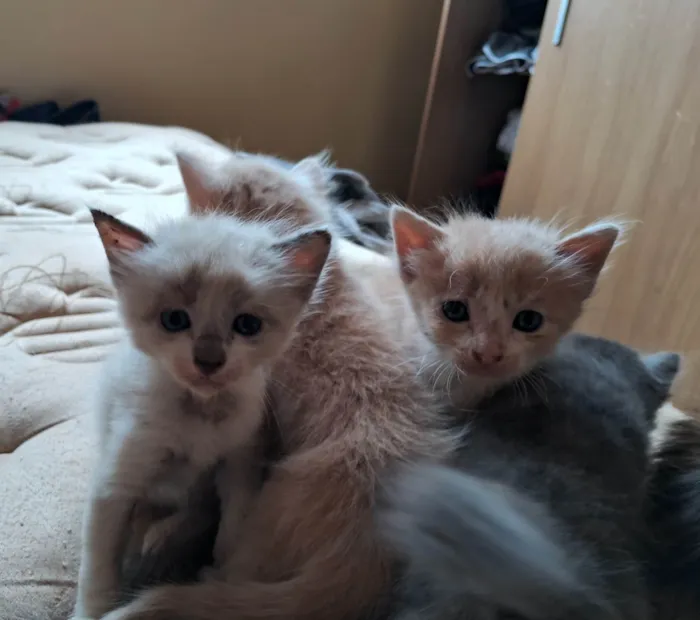 Gato ra a SRD-ViraLata idade Abaixo de 2 meses nome Gatos