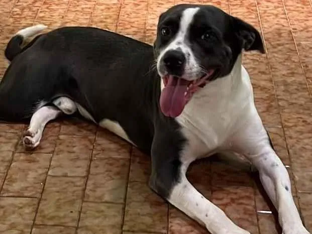 Cachorro ra a SRD-ViraLata idade 7 a 11 meses nome Manoel