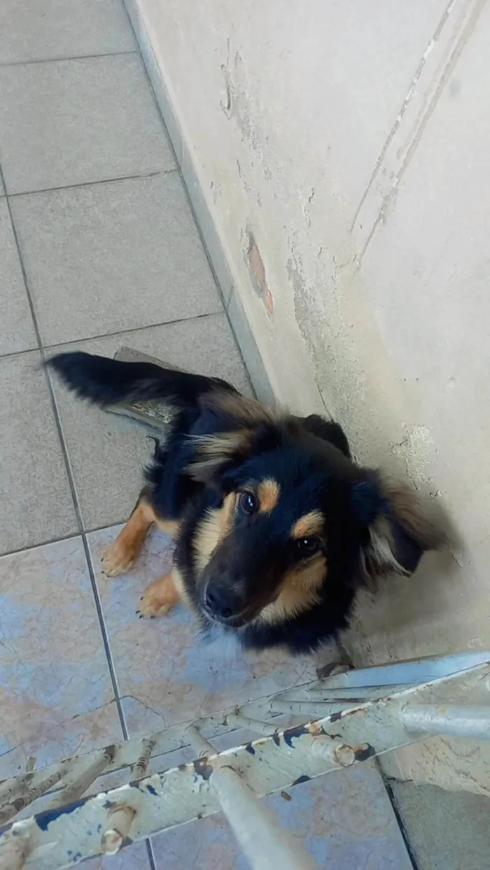 Cachorro ra a SRD-ViraLata idade 7 a 11 meses nome Shedol