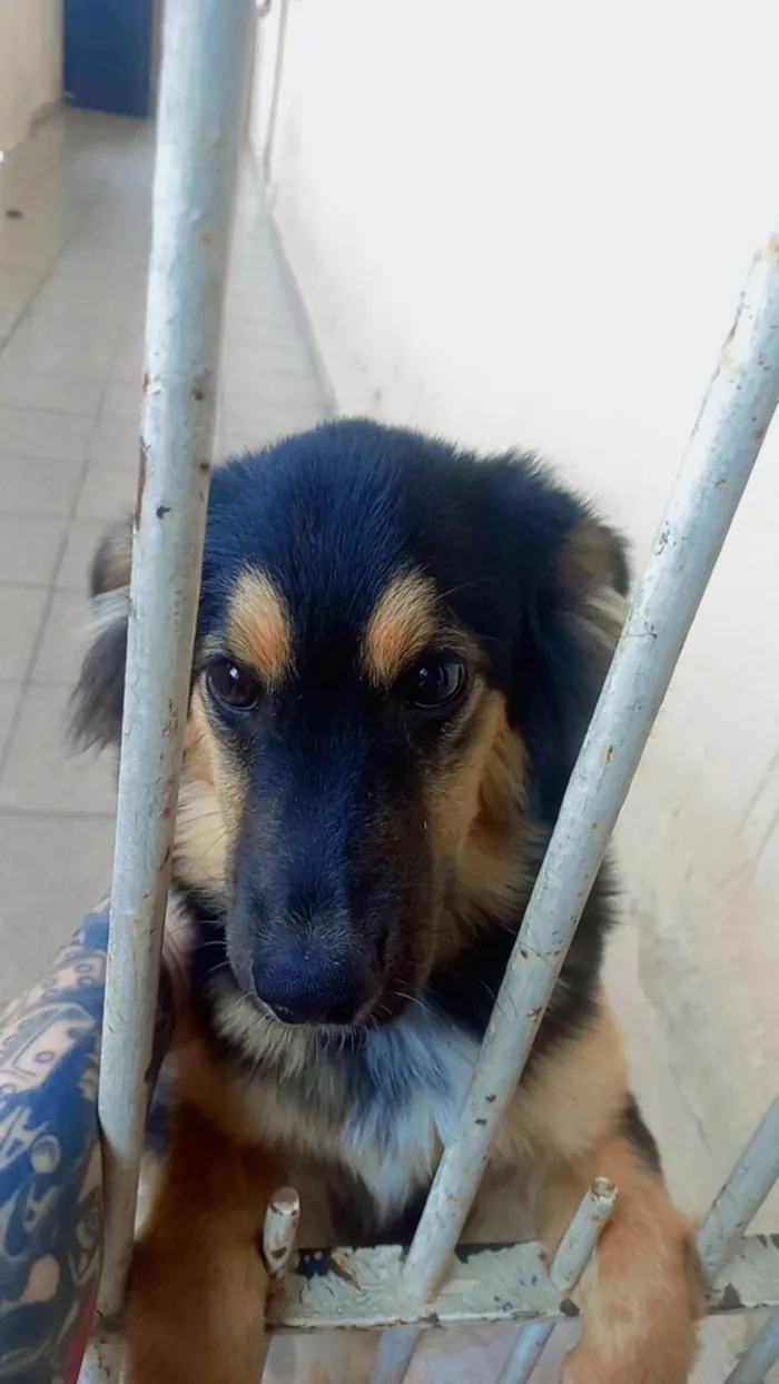 Cachorro ra a SRD-ViraLata idade 7 a 11 meses nome Shedol