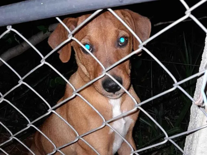 Cachorro ra a SRD-ViraLata idade 2 a 6 meses nome Não possuem nome