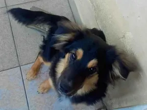 Cachorro raça SRD-ViraLata idade 7 a 11 meses nome Shedol