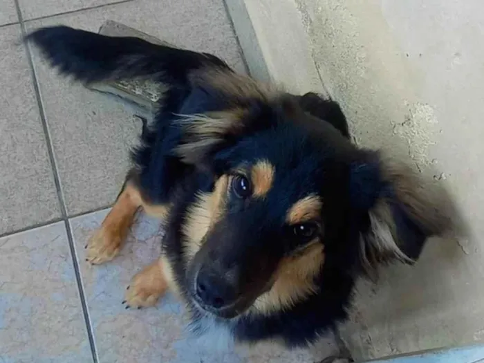 Cachorro ra a SRD-ViraLata idade 7 a 11 meses nome Shedol