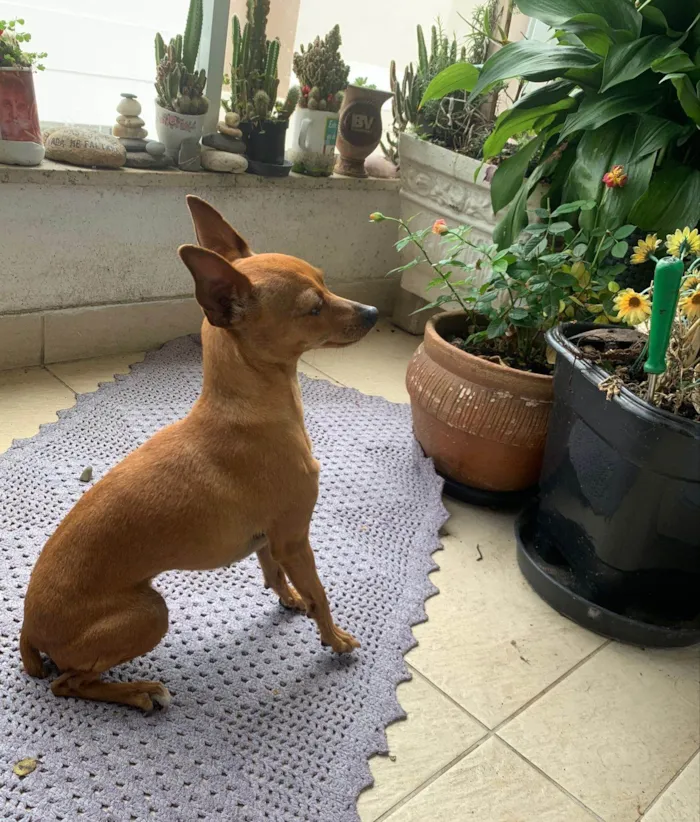 Cachorro ra a Pinscher idade 2 anos nome Meg