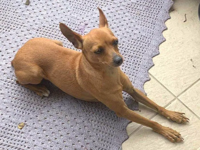 Cachorro ra a Pinscher idade 2 anos nome Meg