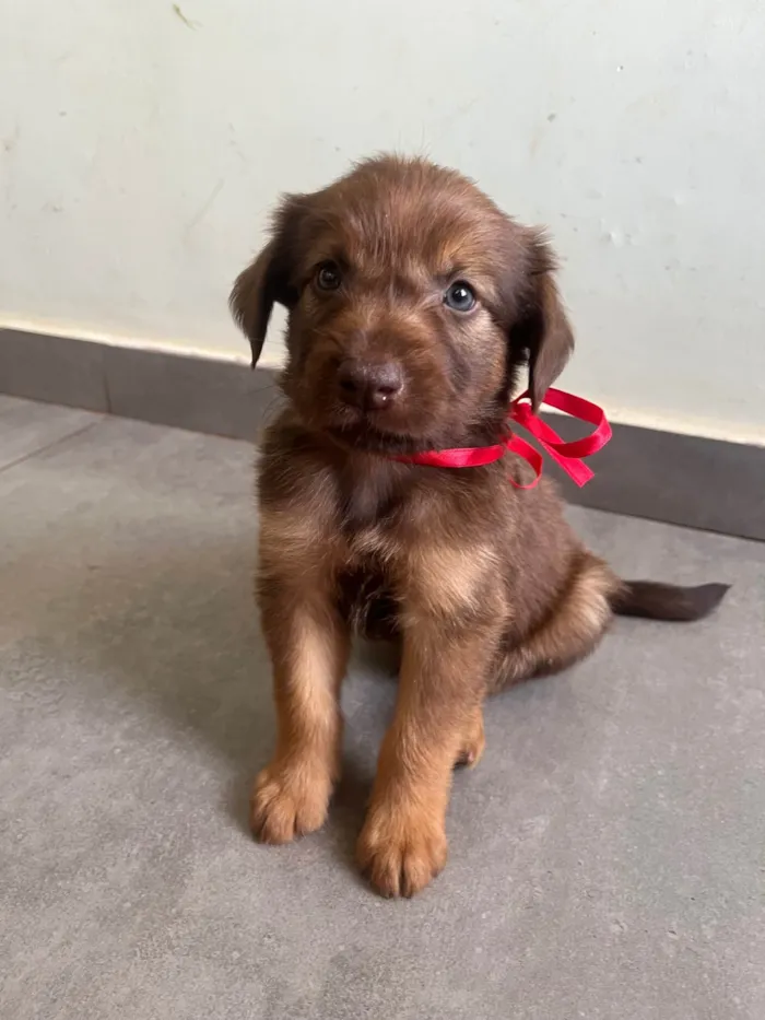 Cachorro ra a SRD-ViraLata idade Abaixo de 2 meses nome Macho