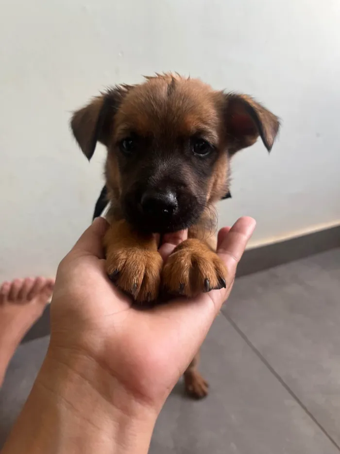 Cachorro ra a SRD-ViraLata idade Abaixo de 2 meses nome Macho