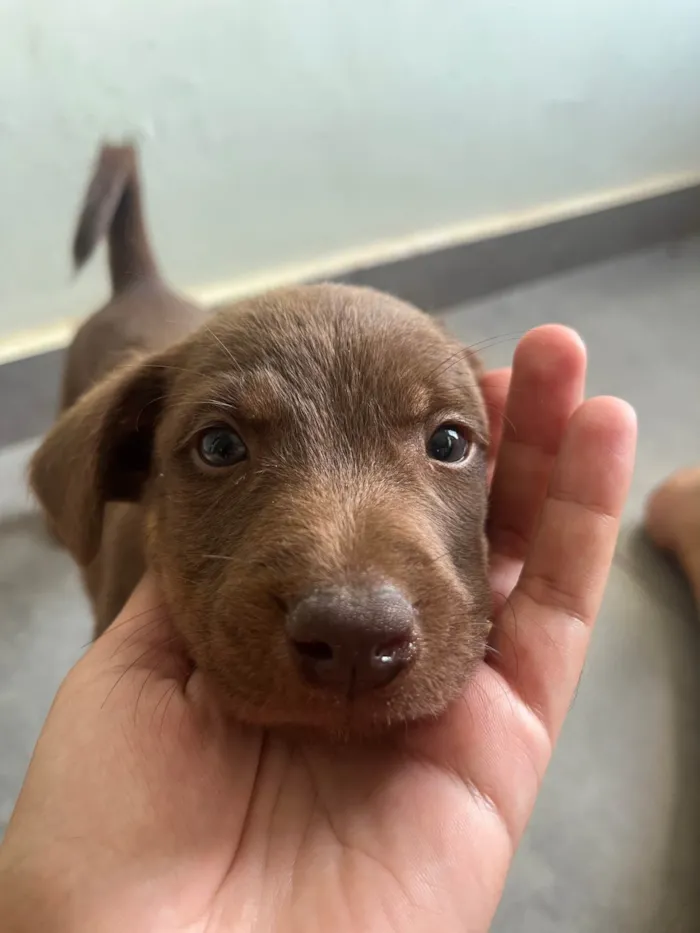 Cachorro ra a SRD-ViraLata idade Abaixo de 2 meses nome Macho